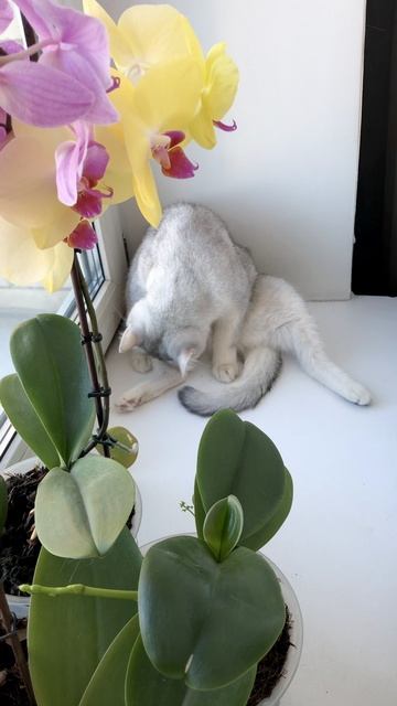 Кот Маню и кошки вместе у окошка.
