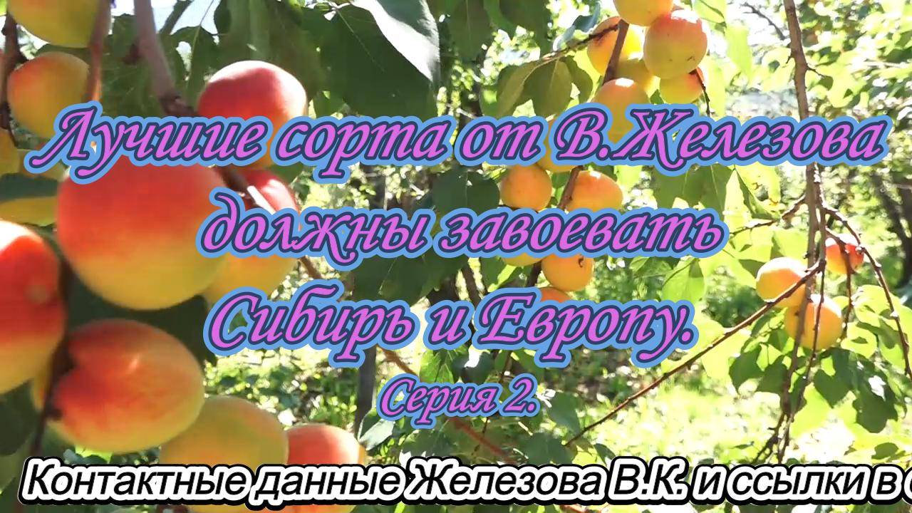Лучшие сорта от В.Железова должны завоевать Сибирь и Европу. Серия 2.
