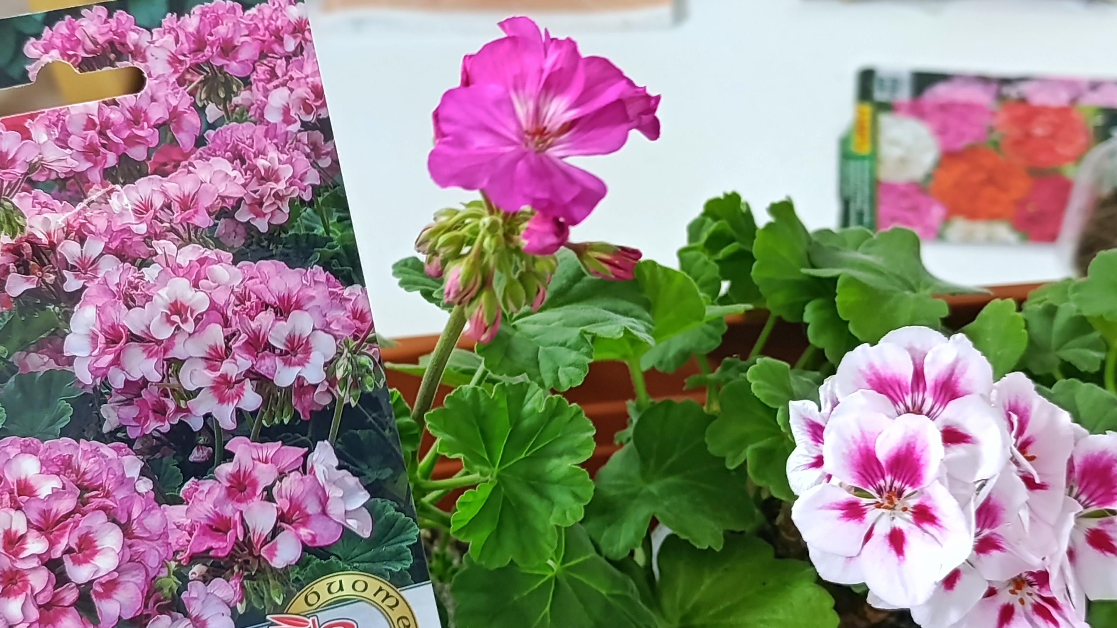 Большой обзор рассады🌱 и цветов🌺