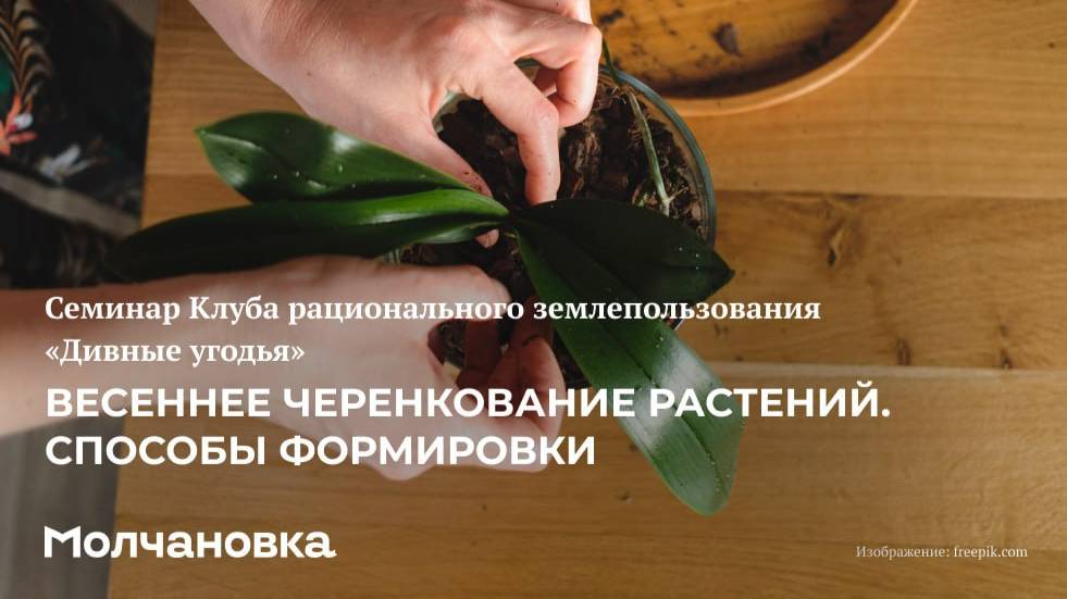 4 сезон 14 семинар. Весеннее черенкование растений. Способы формировки.