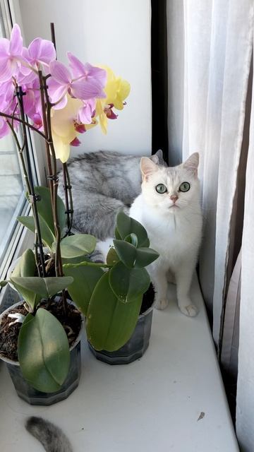Кот Маню и кошки вместе у окошка.