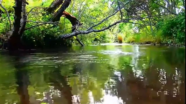 Лес с рекой