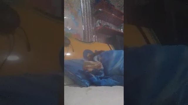 я спать