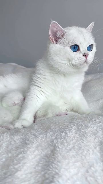 Белоснежка