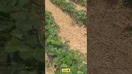 🍓😋Сезон клубники
