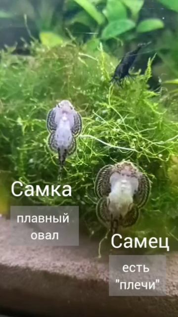 Псевдоскат Севелия линеолата.