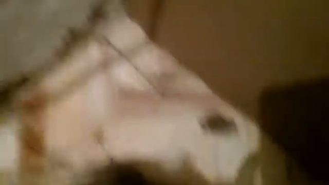 Красивая лягушка.