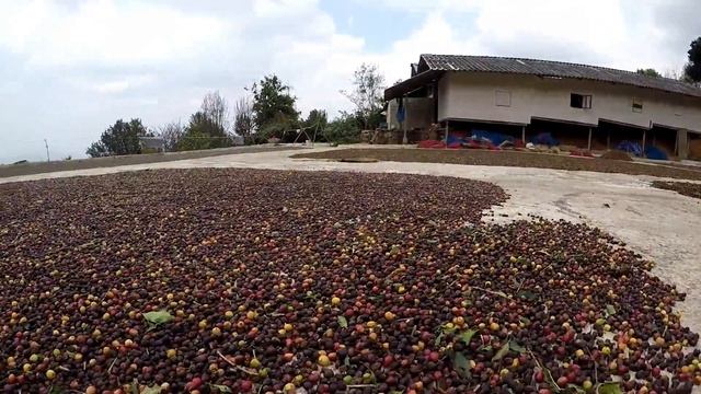 Doi Chaang Coffee Farm