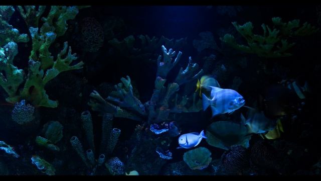 1 Hour of relaxing music before bed / Piano music / Ambient music for sleep, harmony / Aquarium