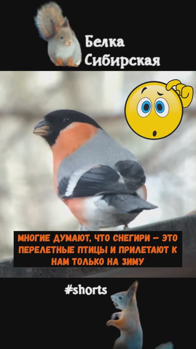 Снегирь после зимы никуда не улетает