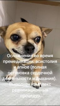 🔬🐾 Успешная реанимация и проведение хирургического вмешательства у Дуни