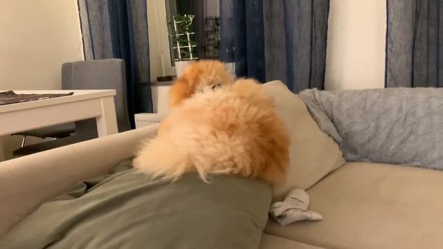 Дэниелу 2 месяца 🥰 Патрик ушёл в депрессию