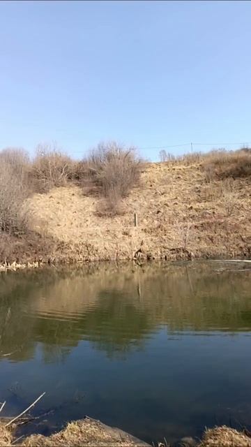 первая уточка