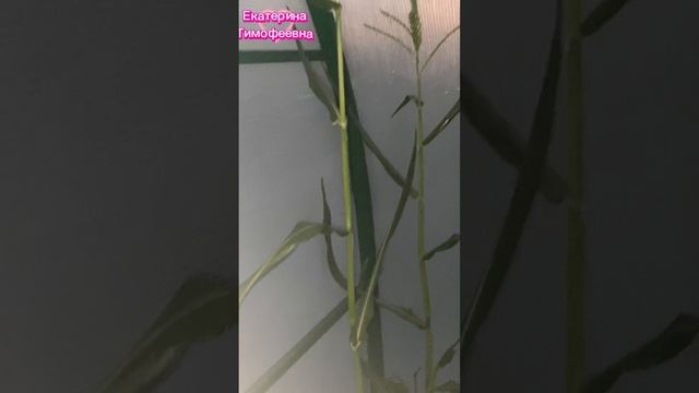 Один вечер из дачной жизни… Радость жизни в каждом моменте… #дача #растения #огород