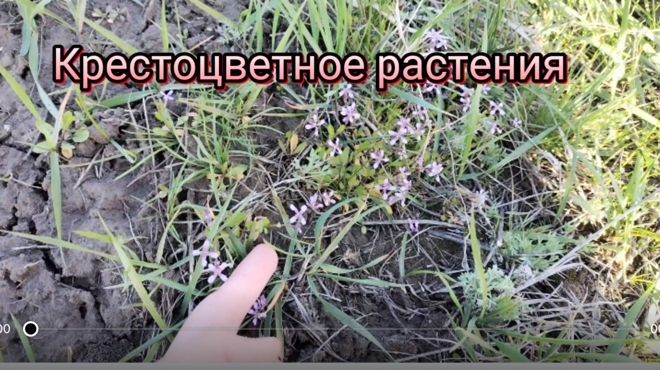 КРЕСТОЦВЕТНОЕ РАСТЕНИЯ! Хориспора нежная из семейства капустных 12 апреля ДЕНЬ КОСМОНАВТИКОВ!