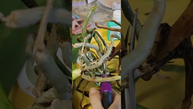 Как помочь быстро орхидее с гнилью на стволе.