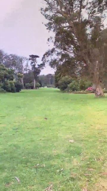 Golden Gate Park | Прогулка по парку будущего в сердце Сан-Франциско