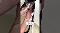 Какой же спокойный кот.