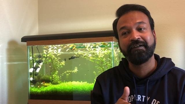 PLANTED AQUARIUM SETUP: Complete Guide To A Planted Soil Tank
