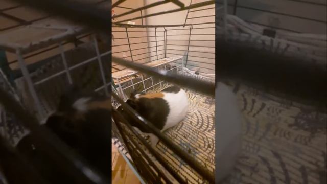 морская свинка берёт новые высоты