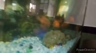 aquarium fish tank classic fish world and pet house Ludhiana