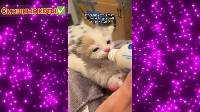 Котята с бутылочкой #5/ подборка видео про смешных котят / смотреть видео про котиков