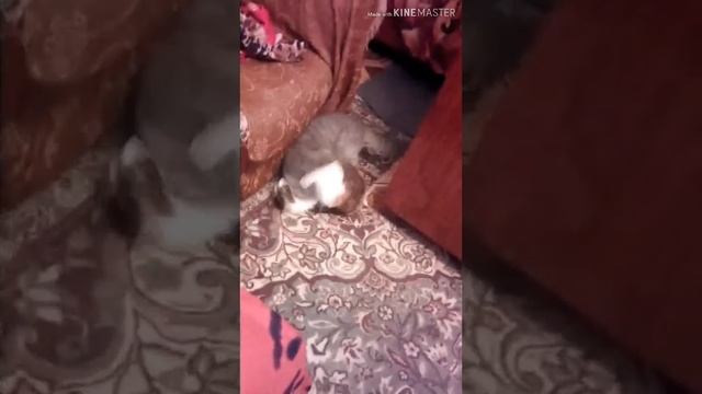 Наигрались