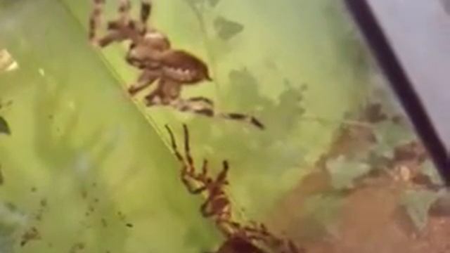 Poecilotheria fasciata
