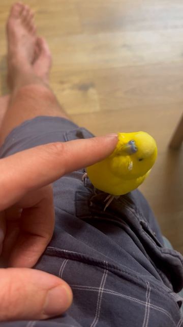 ЛиМоНчИк 🍋 летающий КоТопЕс!)