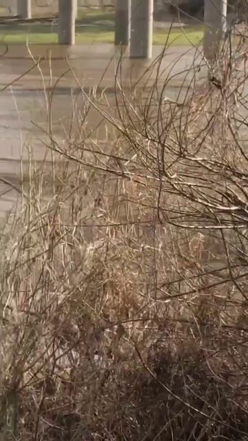Река поднялась ровно настолько, чтобы не затопить родник. #nature #naturelovers #offgrid #spring