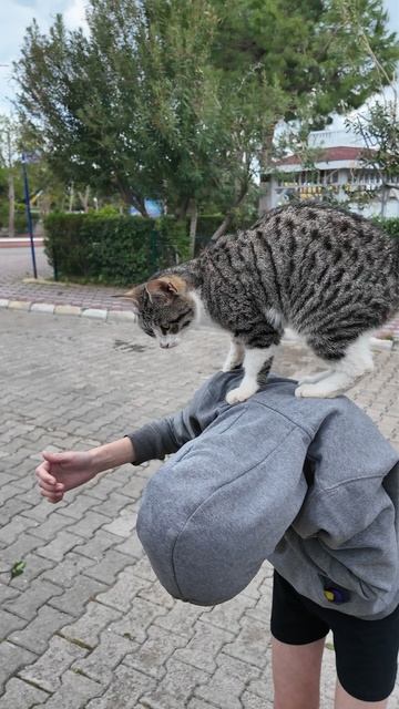 Кот мнет