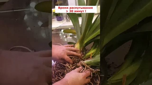 Кливия киноварная. Пересадка