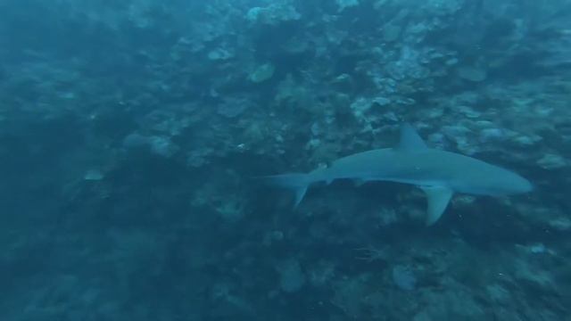 Belize Scuba Dive Shark Compilation