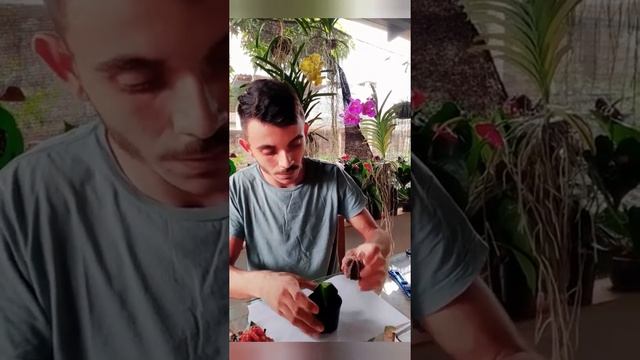 Salvando cacto colorido gymnocalycion (cacto vermelho)