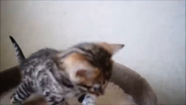 мальчик 2 помет к