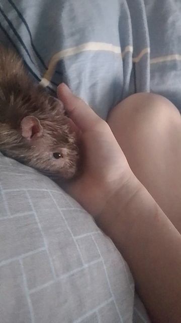 жекосик