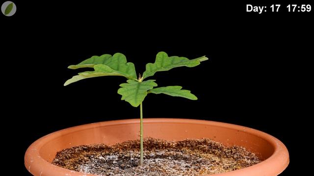 Oak seedling growing
