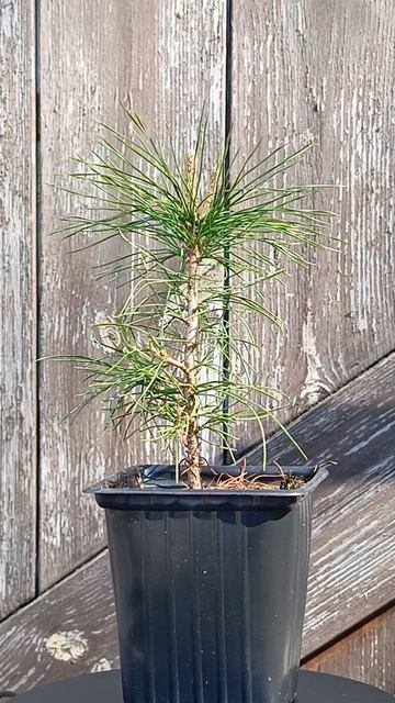 Pinus sibirica Сосна сибирская Кедр сибирский #1