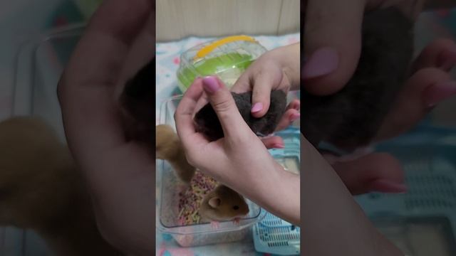 Хомячки на продажу литера "Б" 2
