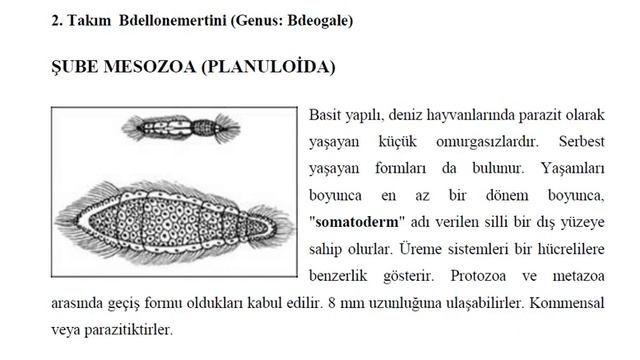 Nemartea Mesozoa Gnathostomulida