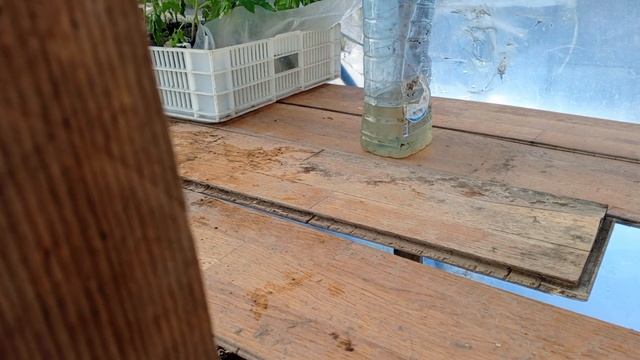 Еще три дня мороза и снега...Томаты в парничке.Переселяем рассаду