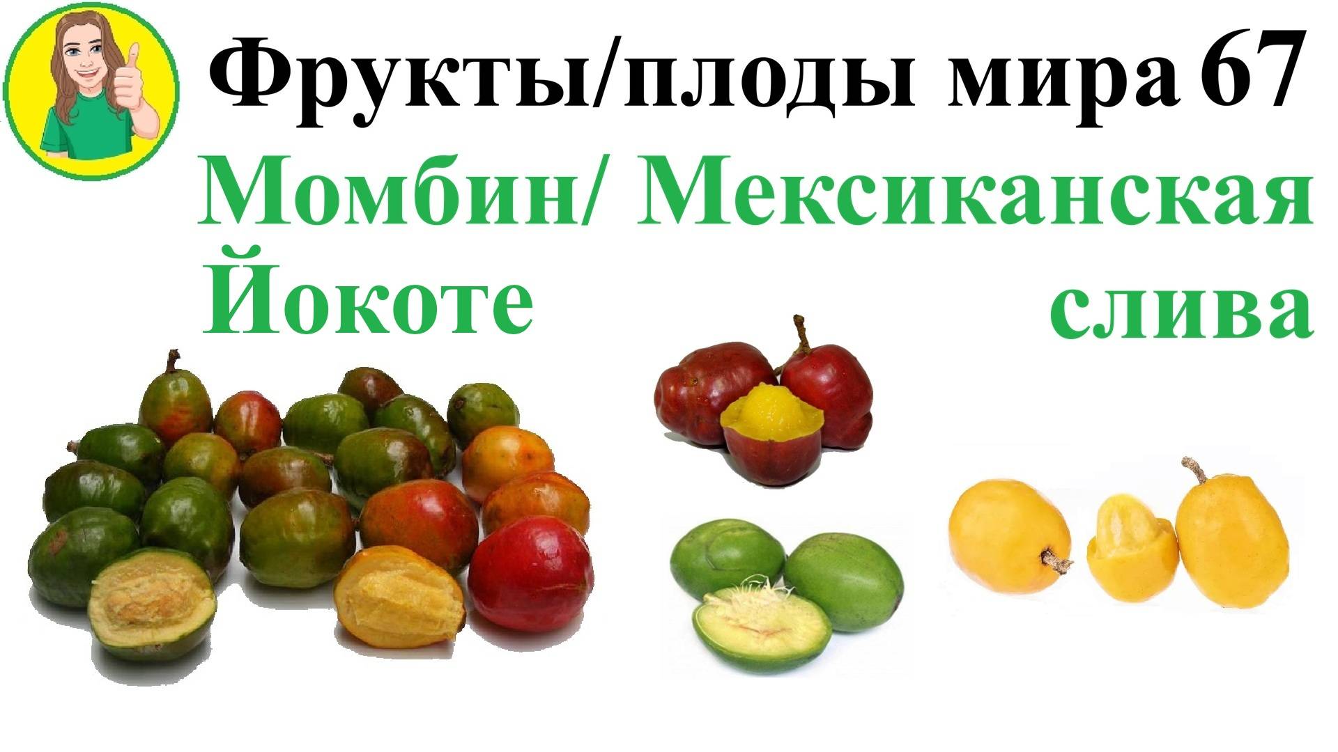 Фрукты - плоды мира 67 – Момбин или мексиканская Слива или Йохоте Сыроедение Фрукторианство