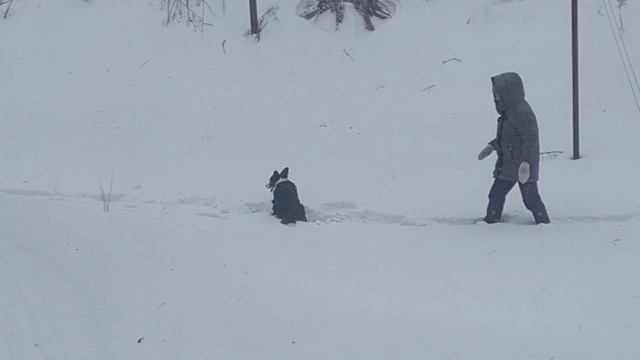Бордер Колли