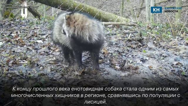 Енотовидная собака разведала нору барсука в «Калужских засеках»