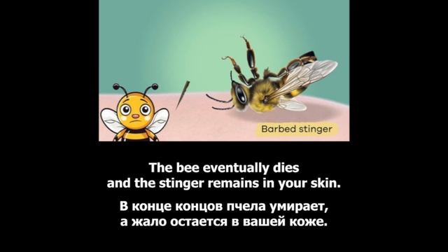 Repeat after the speaker_Bees and Wasps_for Kids