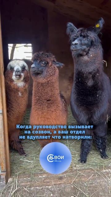 Больше про бизнес и инвестиции с умом @SvoiLydiMira
