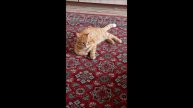 Кот. Фокс