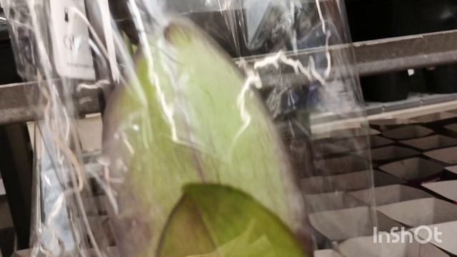 Уценки орхидей все Оби/14.04.25/