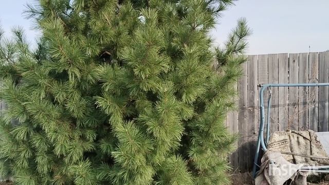 Первые работы в саду. Ответ на вопрос подписчика.
