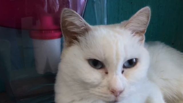 Вернули больного кота